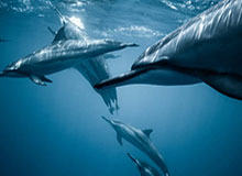 蒂亚戈回归首日，国脚悉数归队！一起围观巴萨的训练集锦